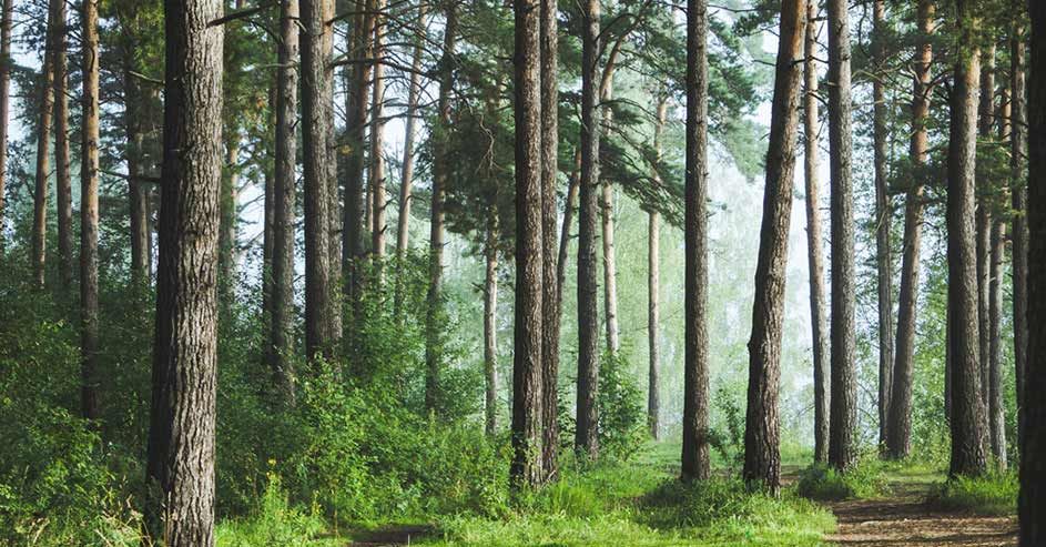 Empat Wangi Cowok yang Bikin Kehadiran Lo Unforgettable